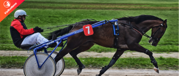 Onko hevosravikilpailu hyväksi Suomen taloudelle?